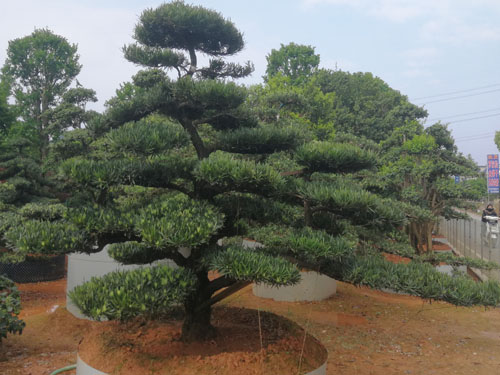 造型羅漢松